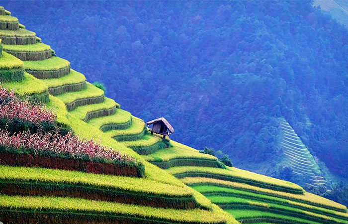 Để tạo không gian sống hài hòa, bạn nên chọn ảnh nền phong thuỷ mệnh thổ với họa tiết núi non, đồng ruộng.